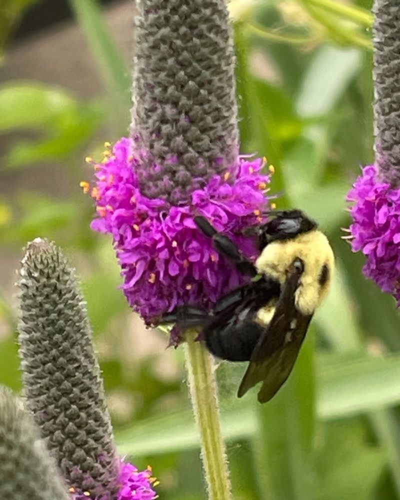 Avoid Pesticides In Fall And Early Spring