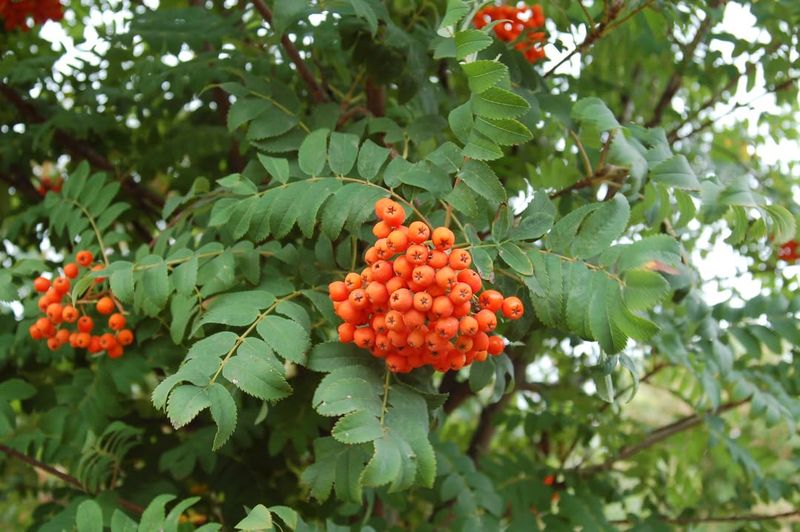 Plant Native Trees And Shrubs