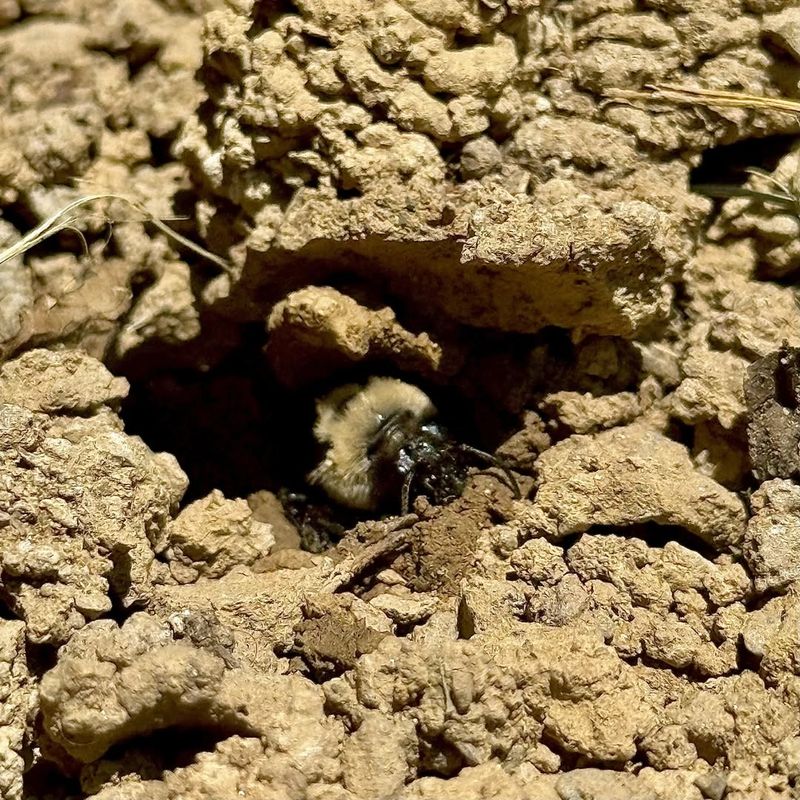 Protect Ground-Nesting Areas