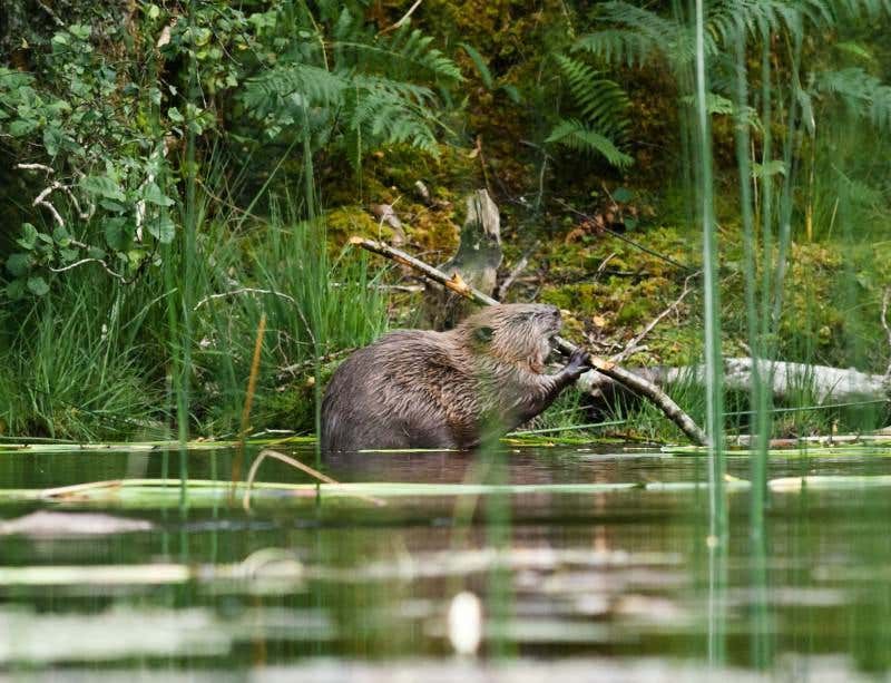 Avoid Feeding Or Approaching Beavers