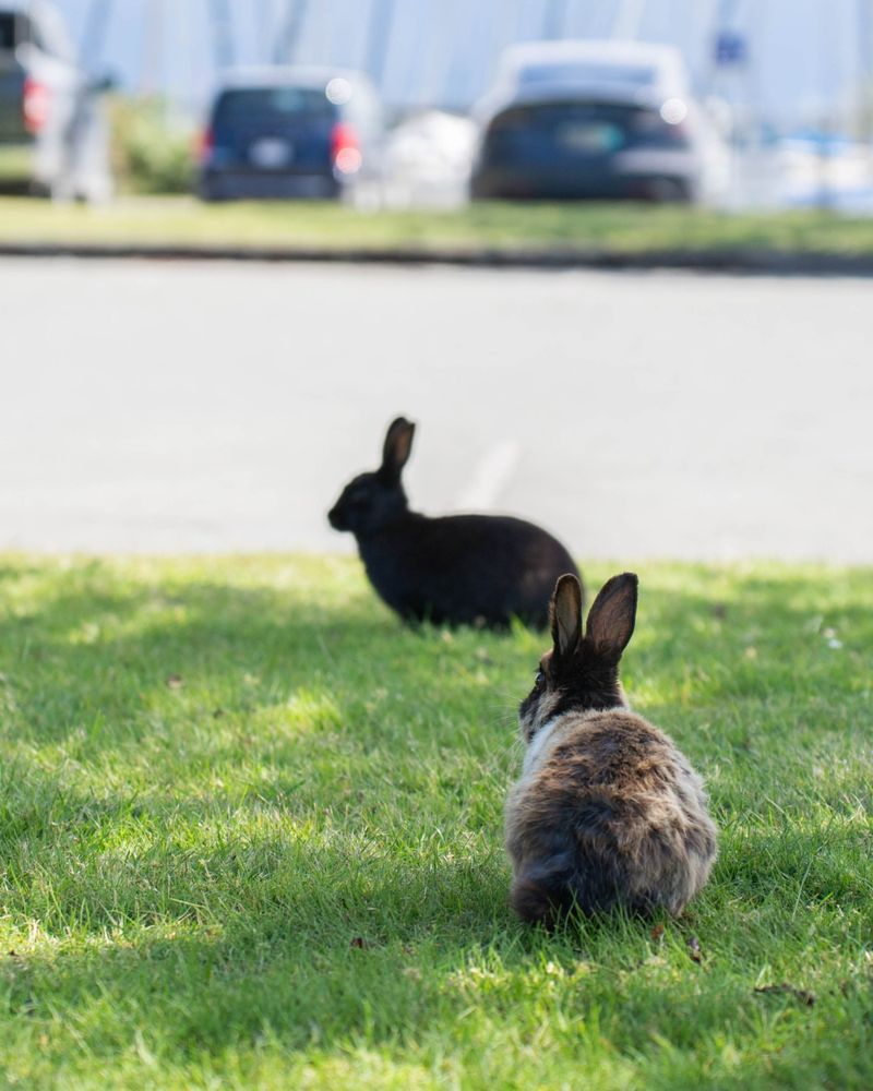 Supervise Small Pets During Outdoor Time