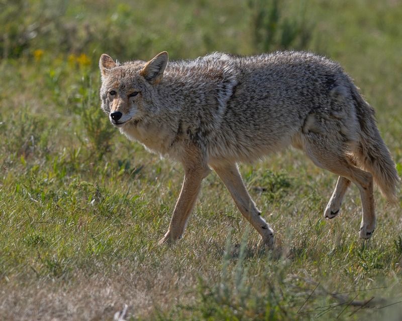 Never Approach Or Try To Feed The Coyote