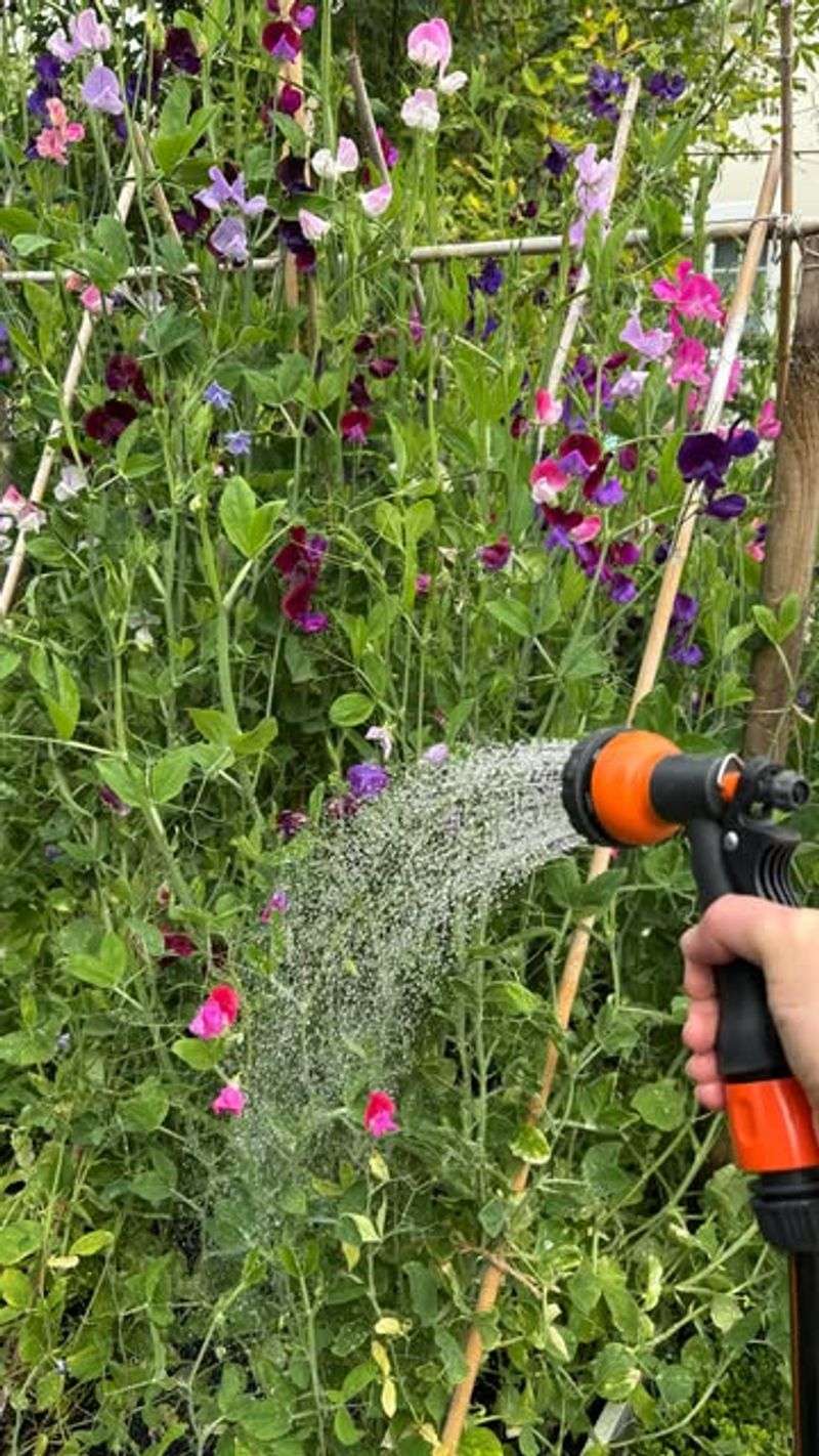 Spray Water From A Hose Or Sprinkler