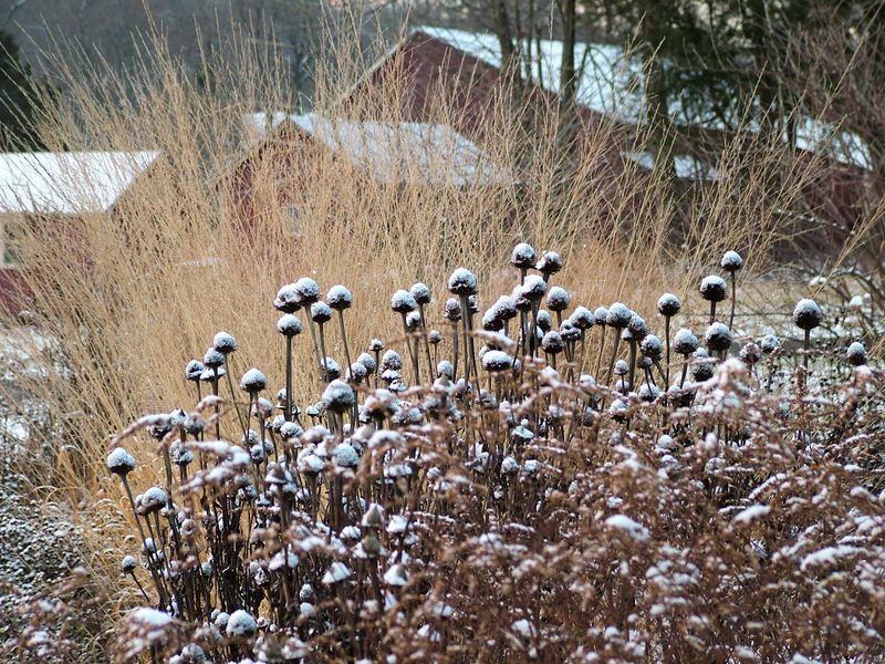 Add Winter Interest With Seed Heads
