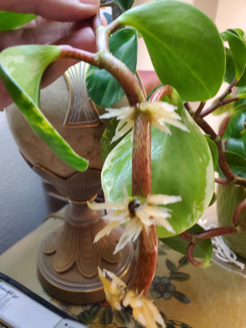 Propagate Plants From Cuttings