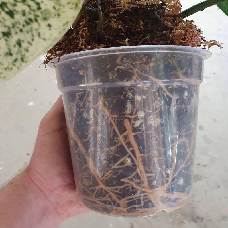 Use Transparent Containers for Root Observation