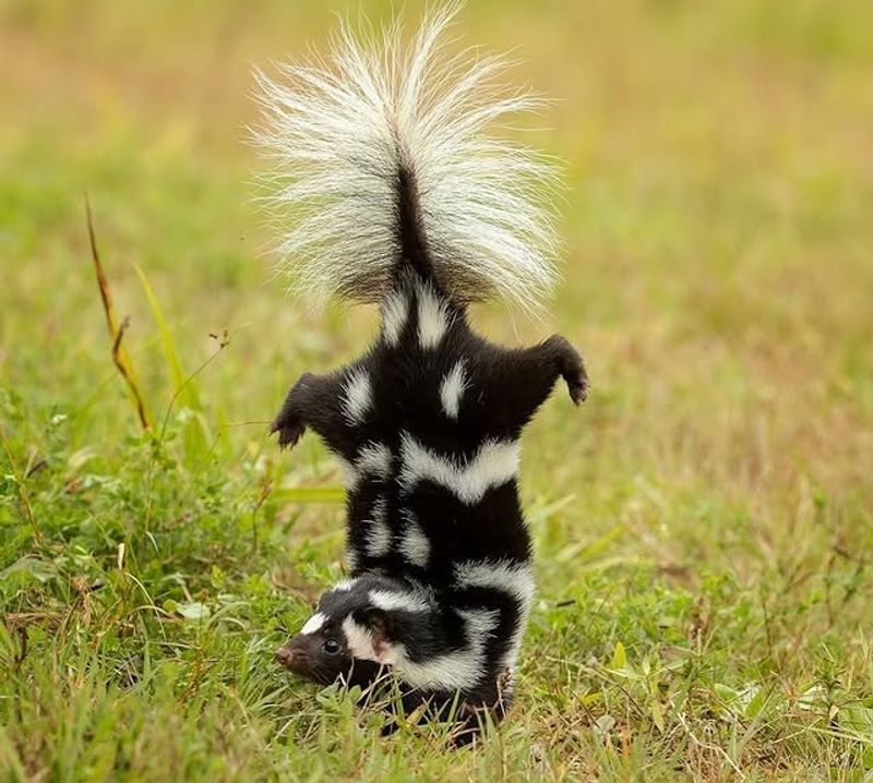 Do Not Approach Or Corner The Skunk
