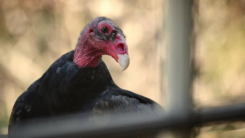 Utilize Sound Deterrents And Noise Makers