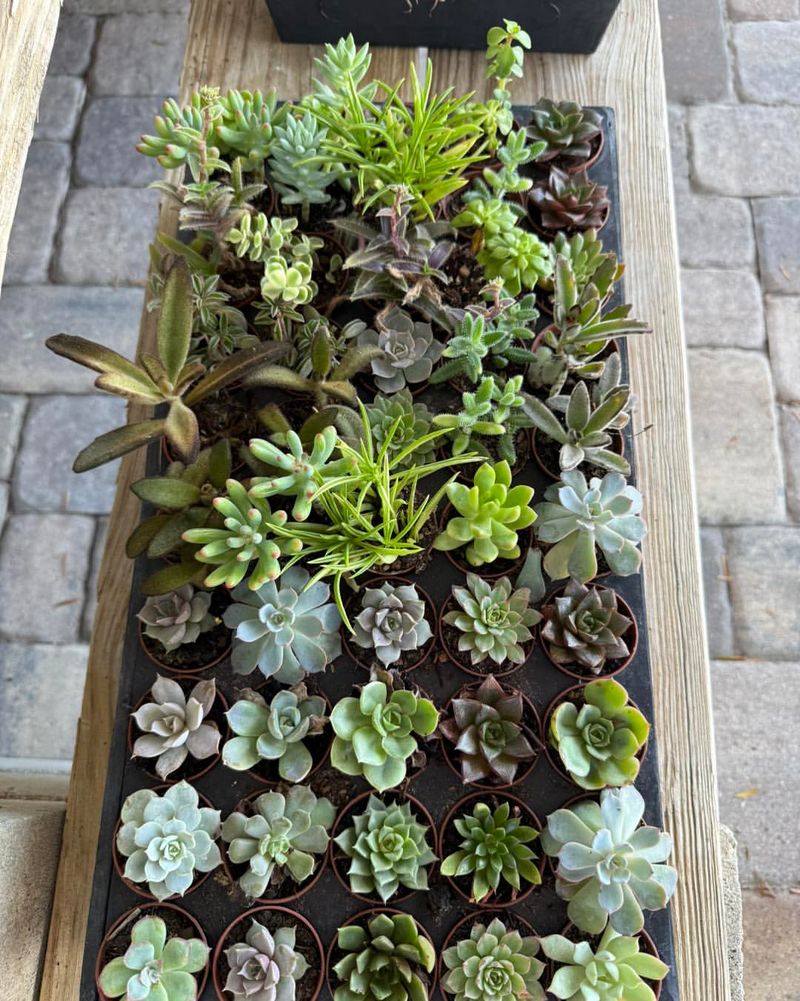 Select Low-Maintenance Succulents For Easy Care