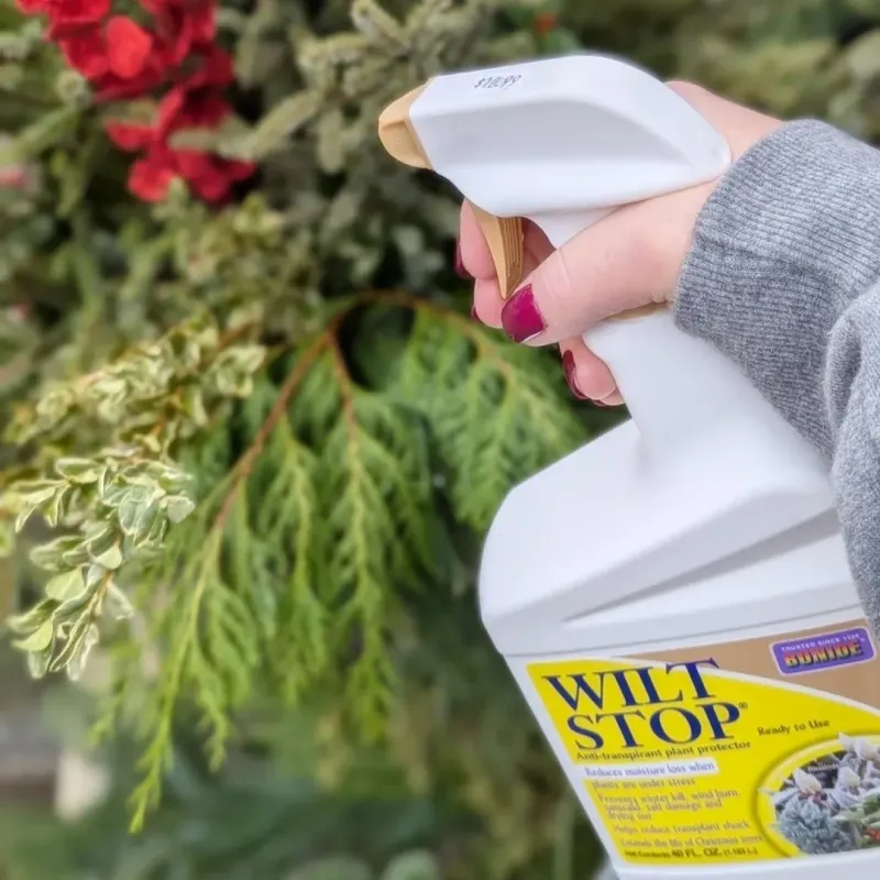 Apply Anti-Transpirant Sprays To Evergreen Foliage
