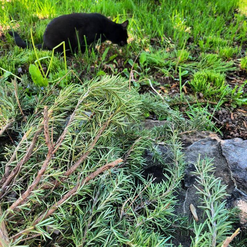 Provides Fresh Herbs Just Steps From Your Kitchen