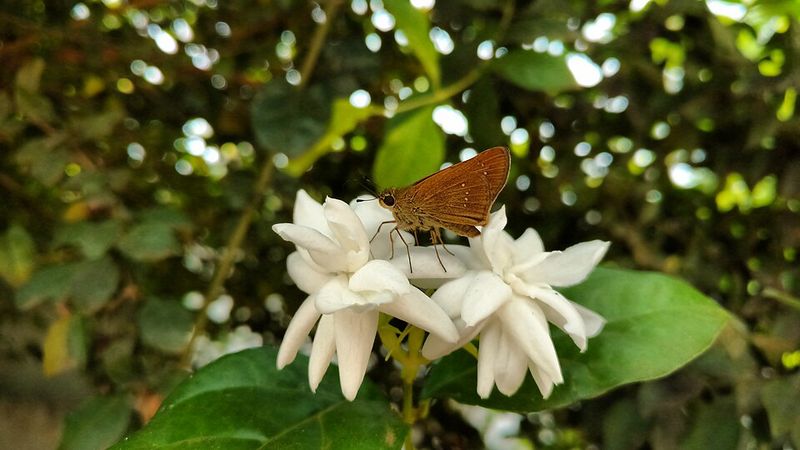 Attracts Beneficial Nighttime Pollinators