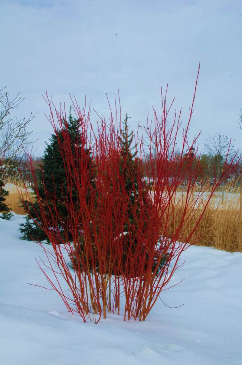 Extremely Cold-Hardy For Minnesota Winters