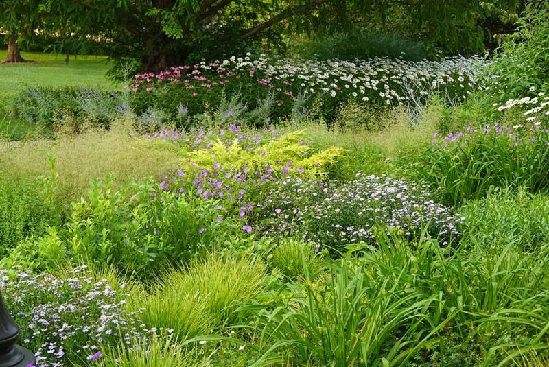 Reducing Lawn Size for Meadow Spaces