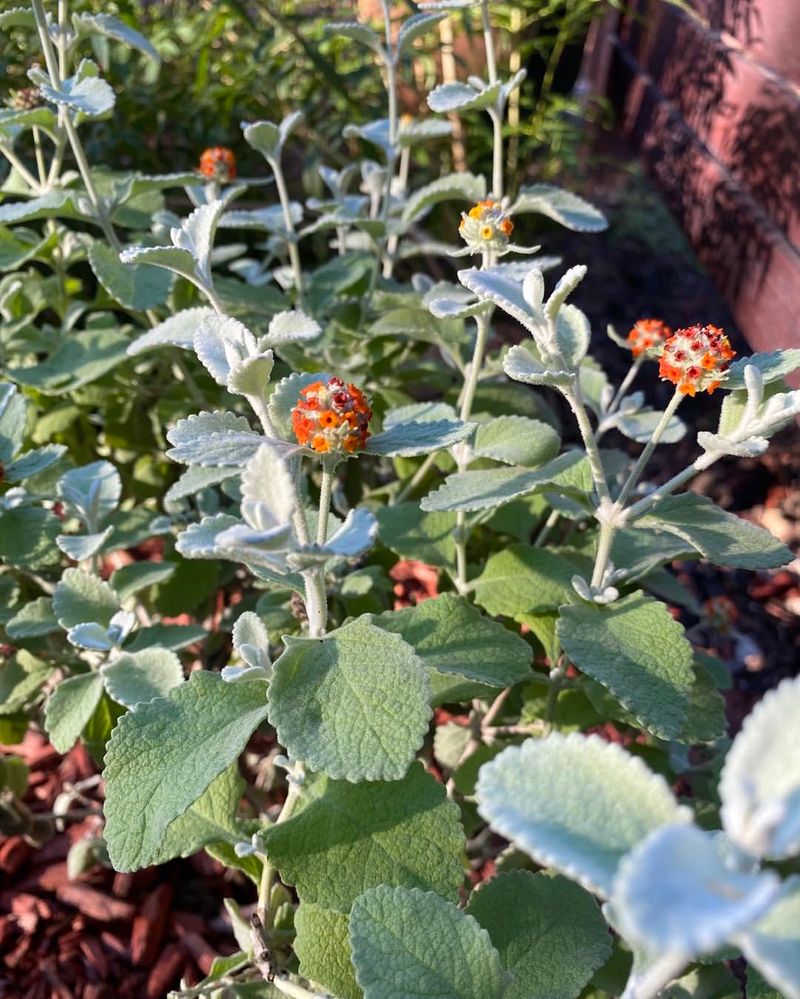 Native Plants Require Fewer Chemicals And Fertilizers