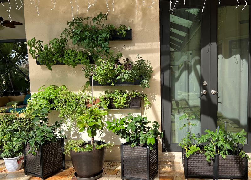 Planting Vertical Gardens on Walls