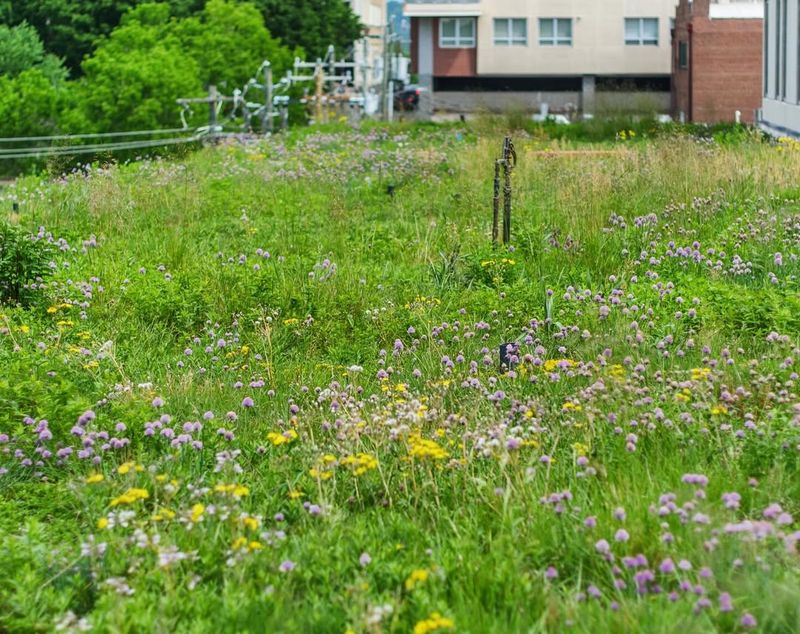 Improving Air Quality Throughout Cities