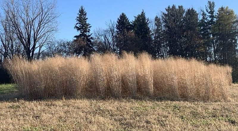 Establishing Switchgrass in Drainage Swales