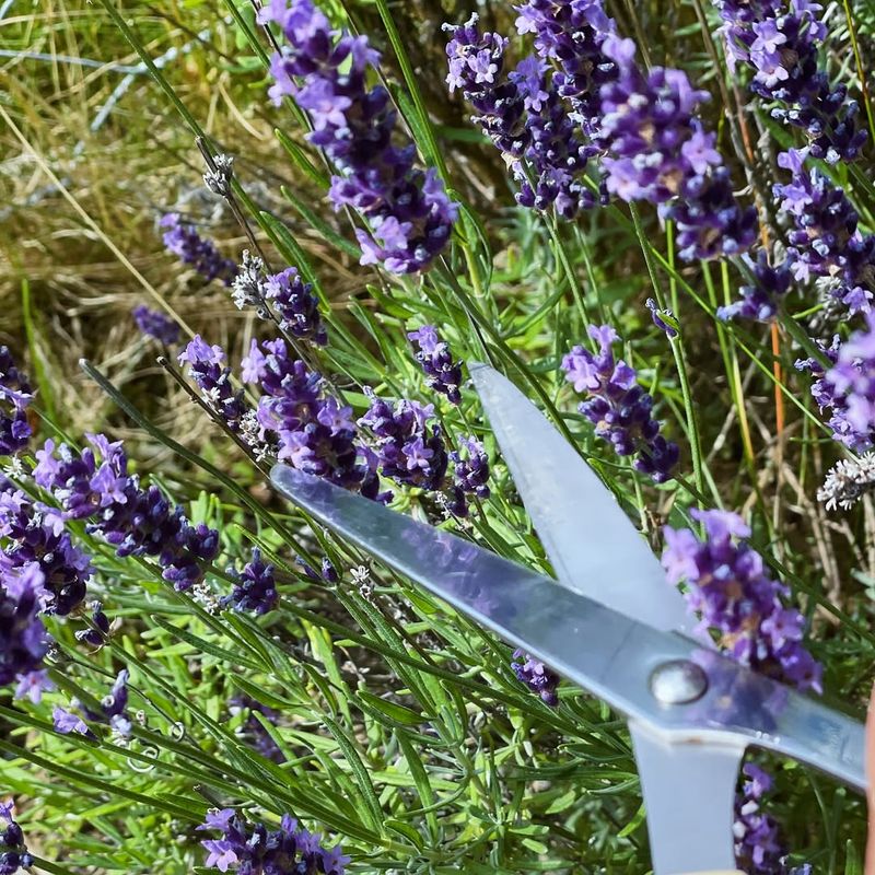 Reducing Stress Through Aromatherapy Benefits