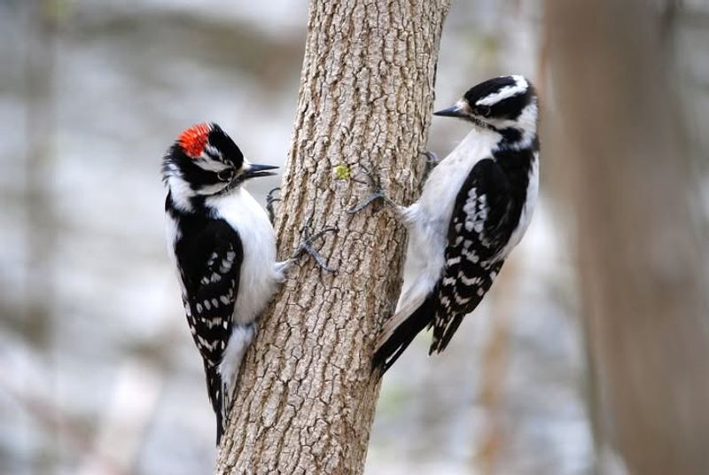 Drumming To Establish Territory And Attract Mates