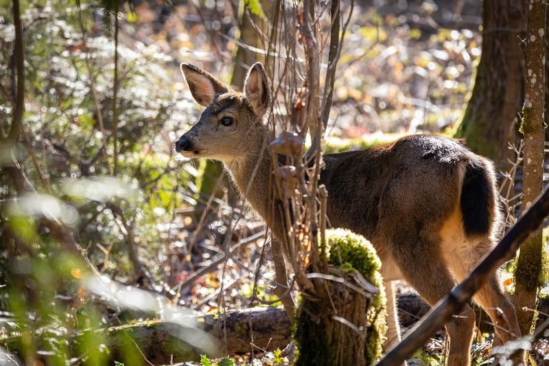 Watching Wildlife Visit the Garden at Dusk