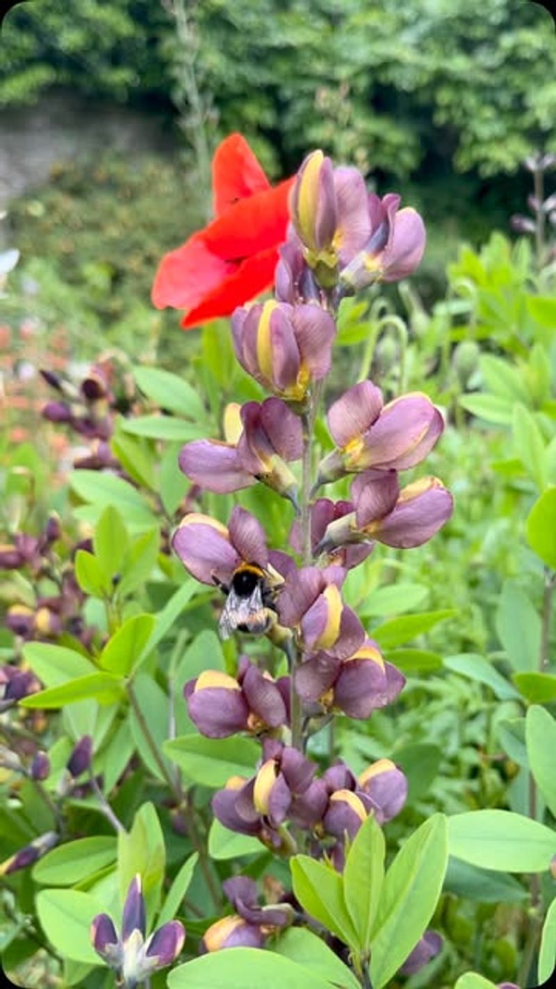 Planting Pollinator-Friendly Flowers