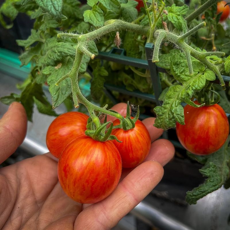 Overcoming Common Indoor Winter Growing Challenges