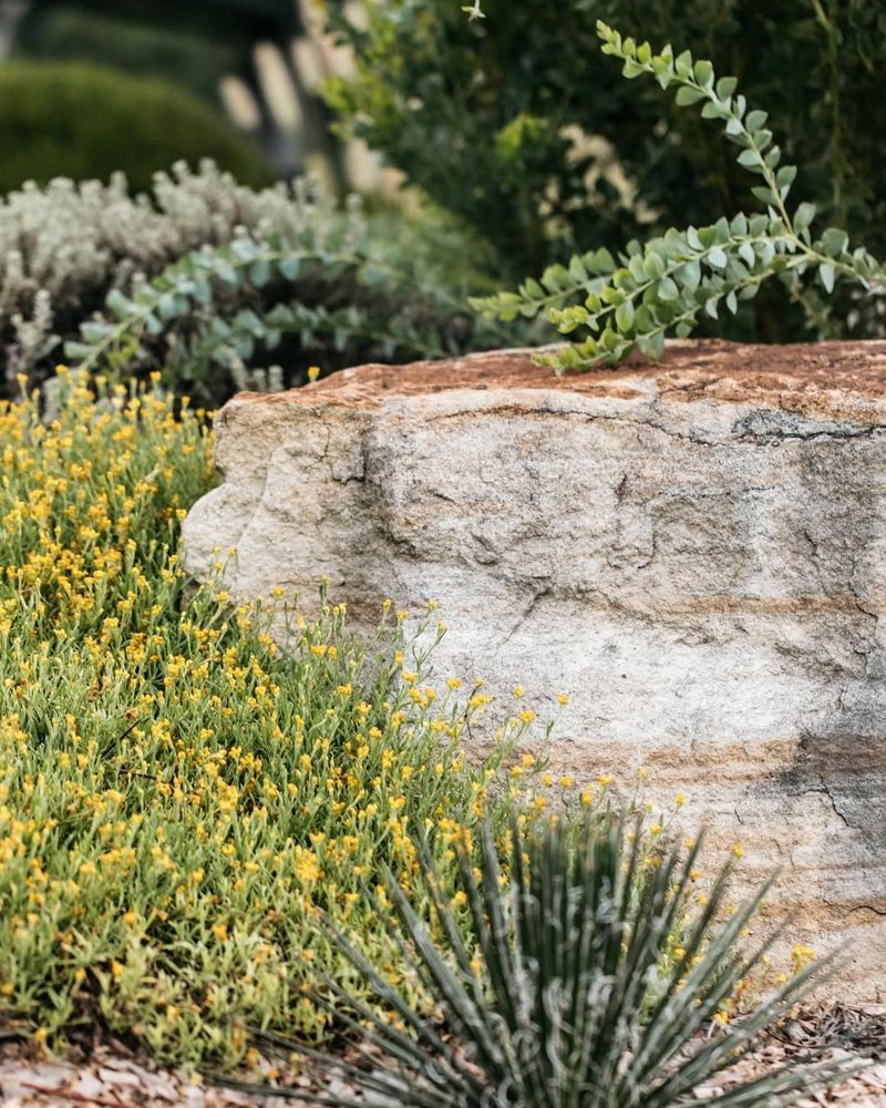 Native Plants Thrive Alongside Stones
