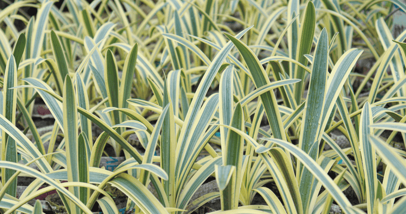 Ribbon Grass (Phalaris arundinacea var. picta)