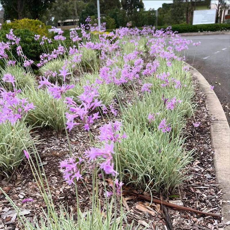 Society Garlic (Dwarf Or Ground Cover Forms)