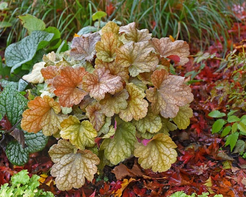 Coral Bells (Heuchera)