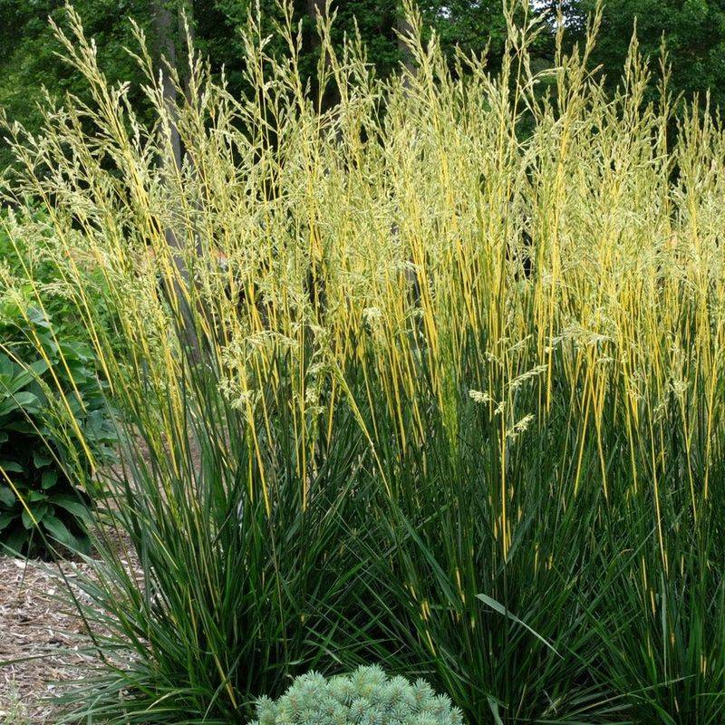 Tall Fescue