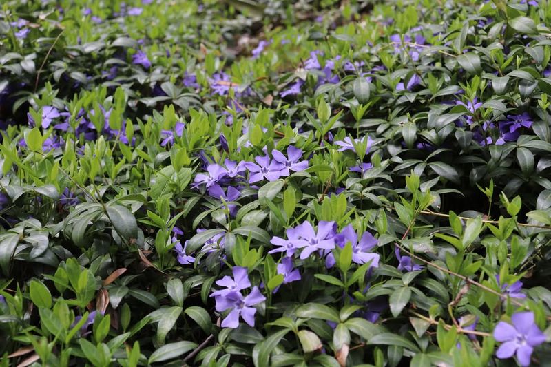 Periwinkle (Vinca Minor)