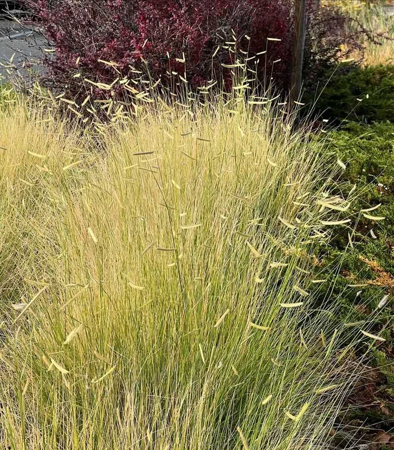 Blue Grama Grass