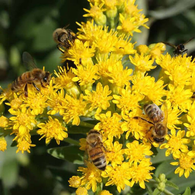 Major Food Source For Native Bees