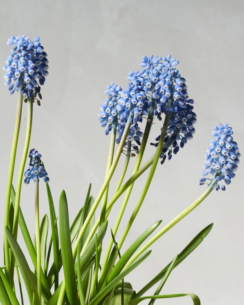 Grape Hyacinths (Muscari)