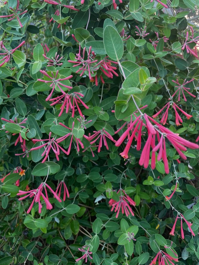 Trumpet Honeysuckle