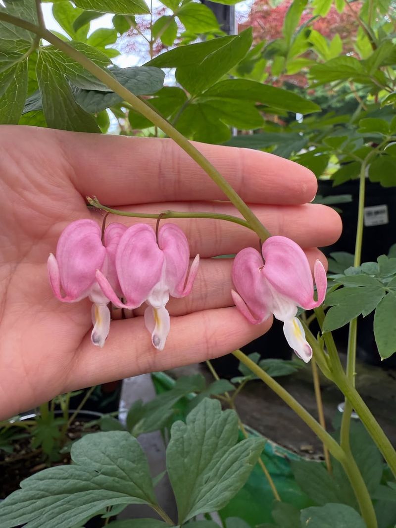 Climbing Bleeding Heart Brings Delicate Pink Blooms To Shady Arbors
