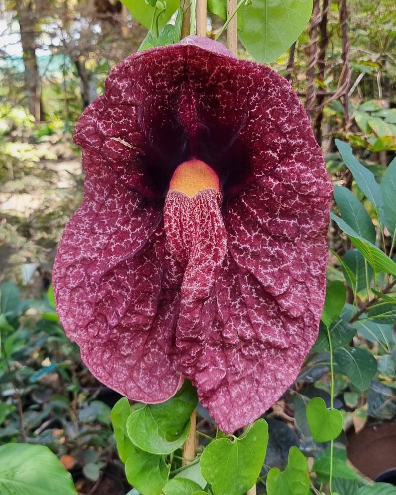 Dutchman's Pipe