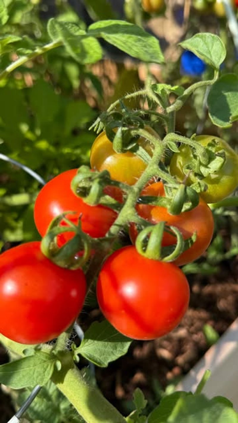 Old Tomato Or Pepper Patches