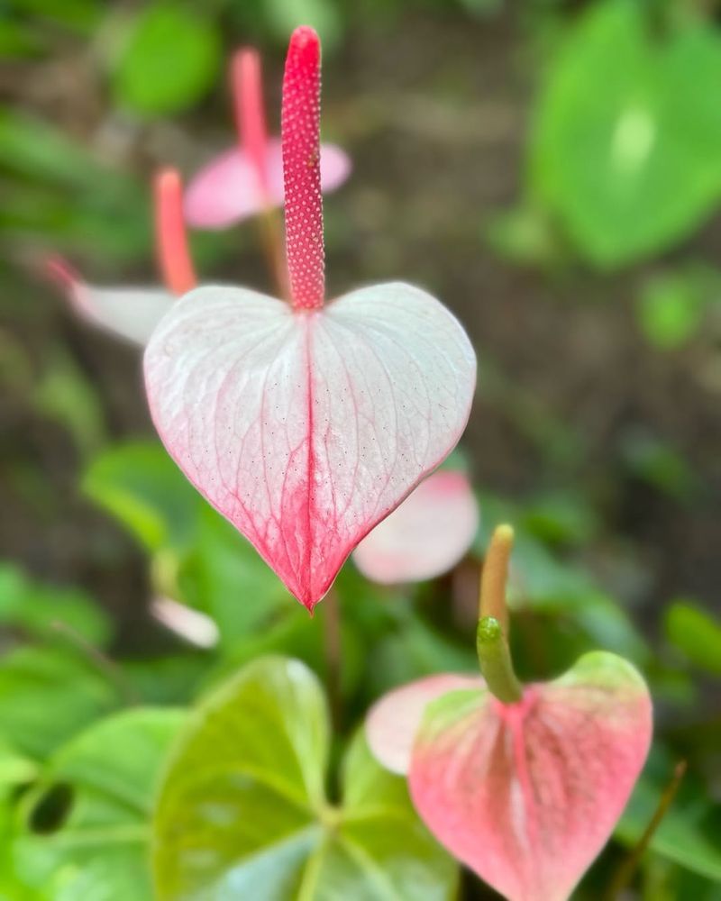 Anthurium