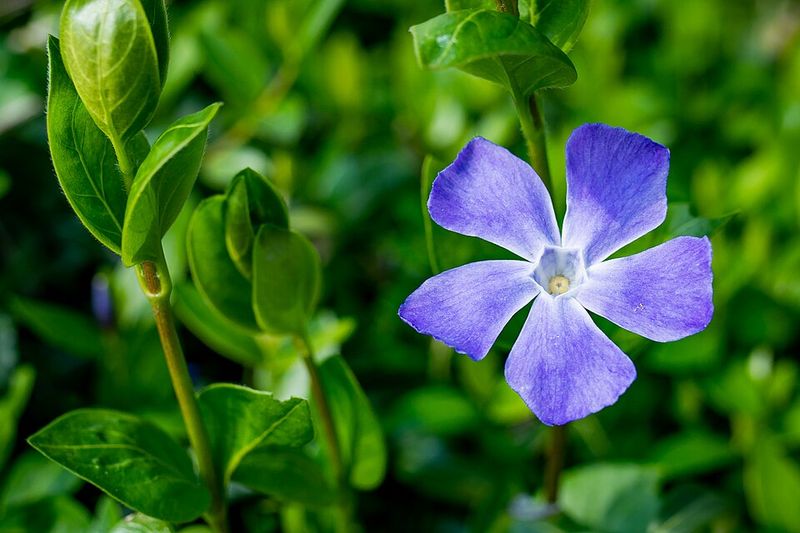 Periwinkle (Vinca)