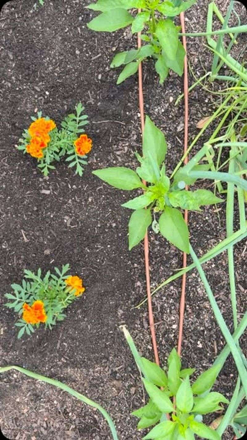 Peppers And Marigolds