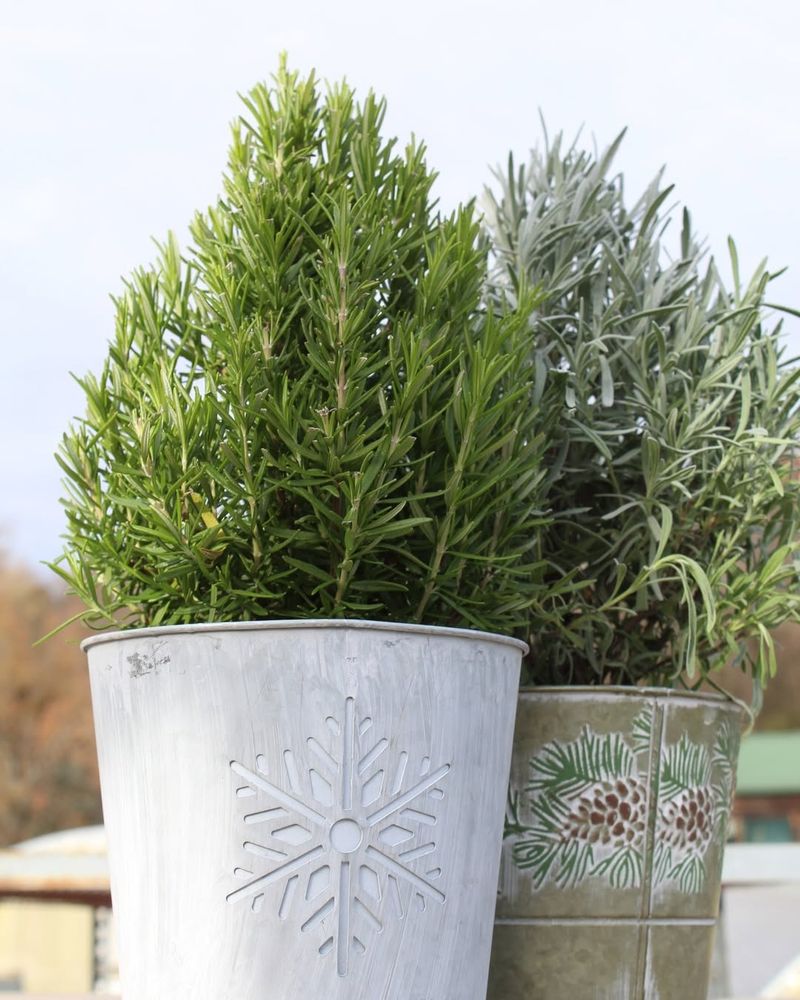Lavender Grows Stronger With Rosemary And Sage