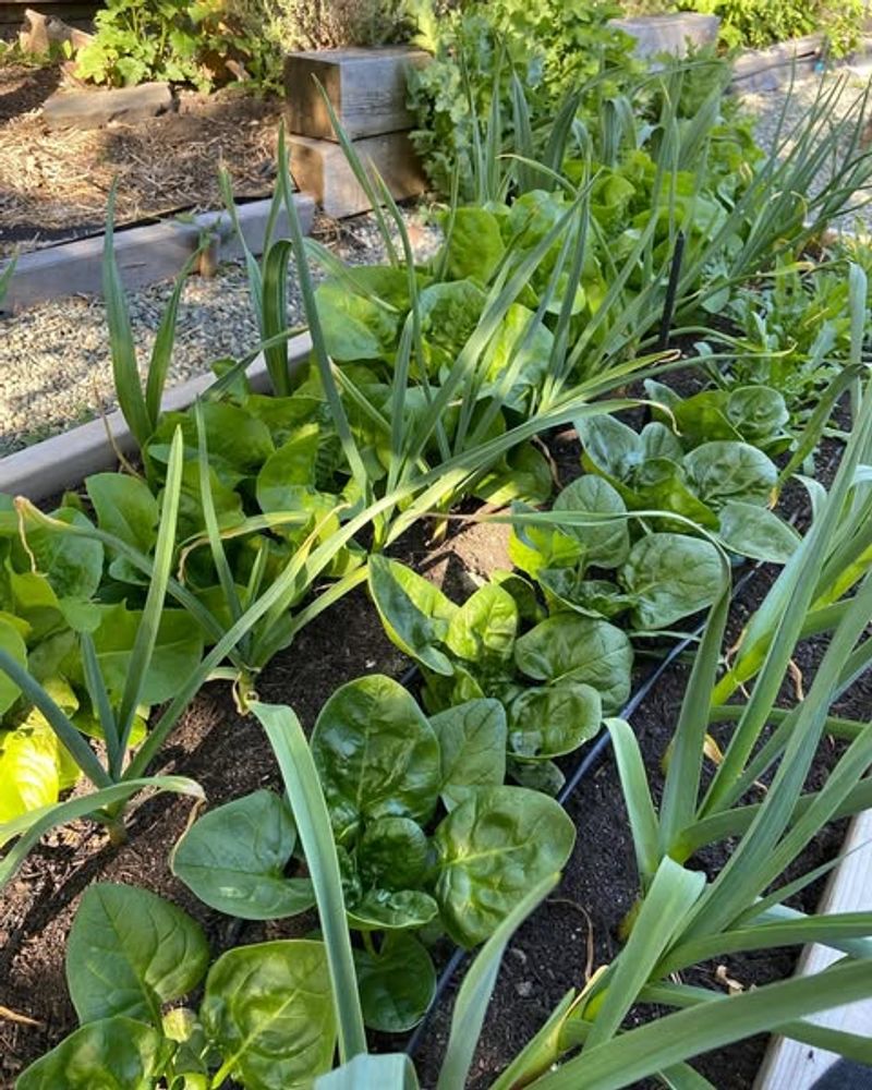 Lettuce with Tall Flowers and Garlic