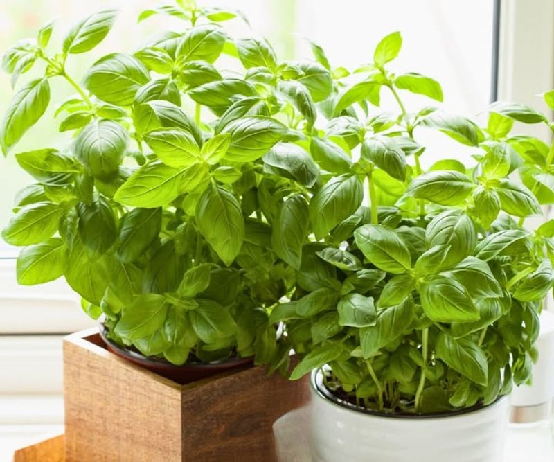 Herbs (Basil, Parsley, Cilantro)