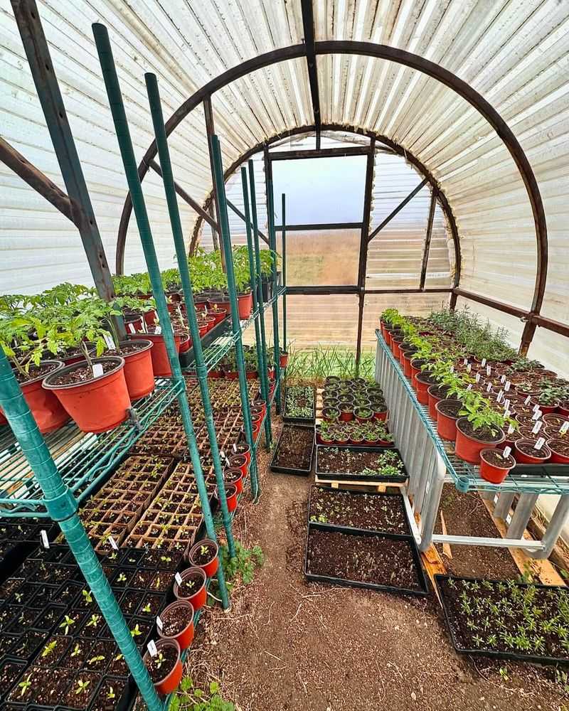 Greenhouse Space Fills Up Quickly at Growers