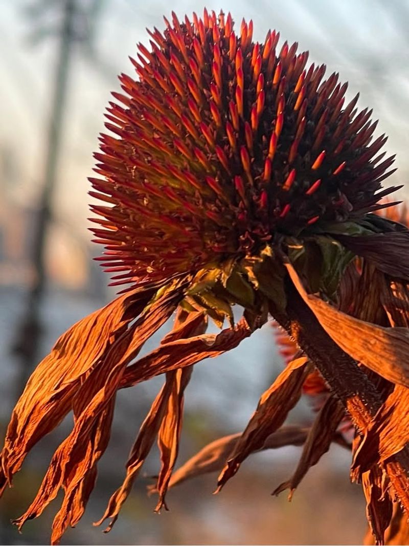 Dried Seed Heads For Fall And Winter D&eacute;cor