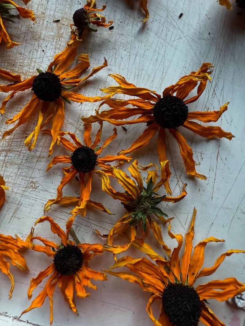 Dried Flowers For Fall And Winter Décor