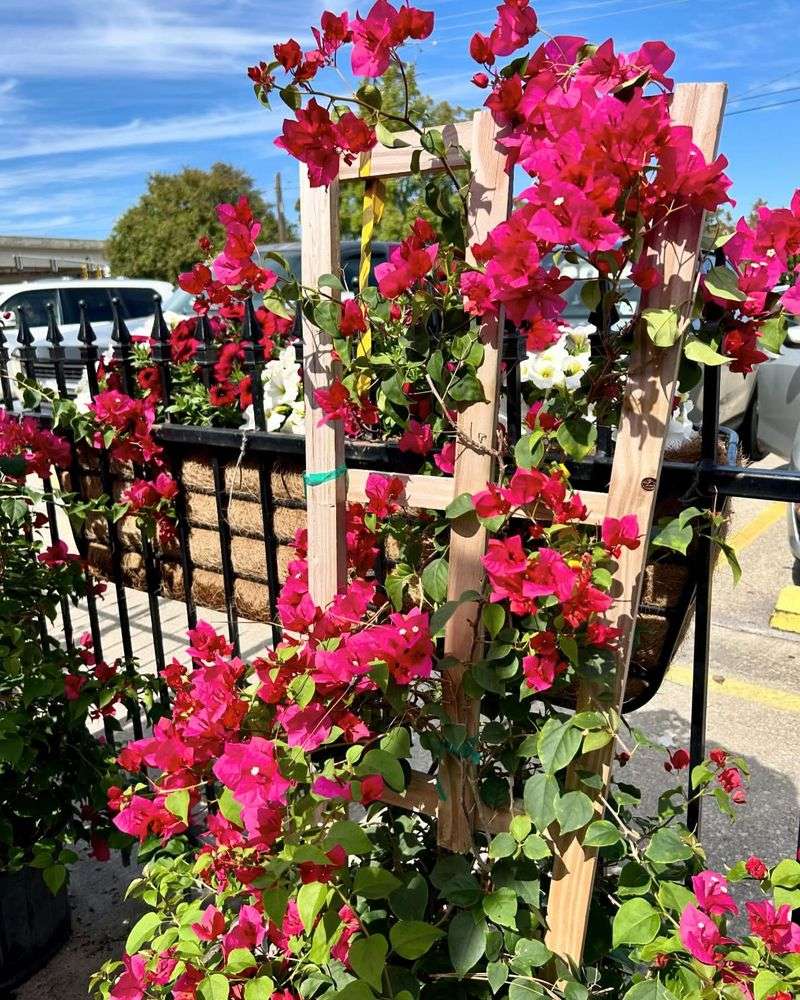 Bougainvillea Trellises Bursting With Magenta Color